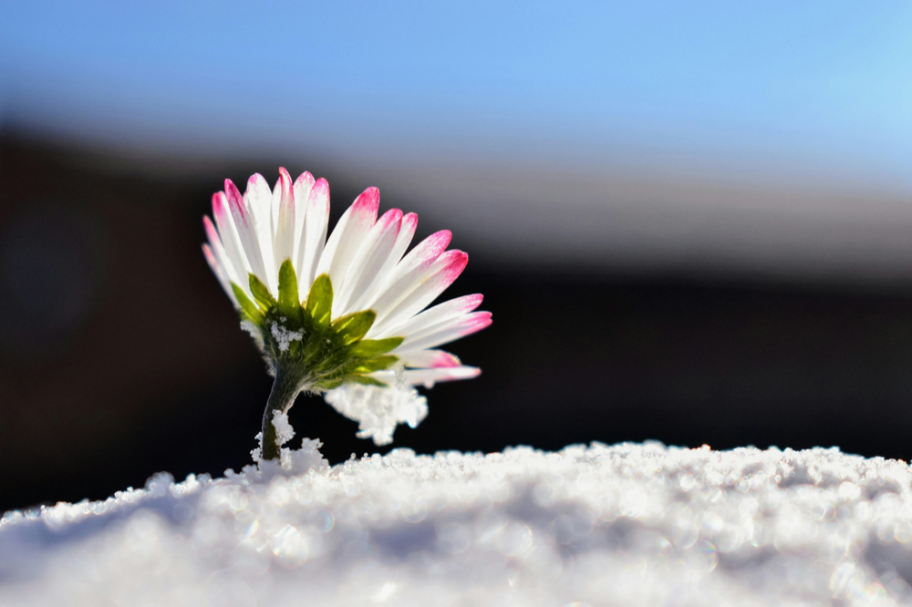 Daisy in the snow