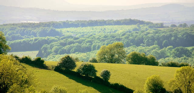 Forest of Dean in Gloucestershire viewed from a distance in soft sunlight