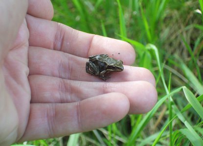 Froglife: Common frog found during amphibian tunnel surveys