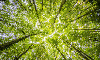 Green trees