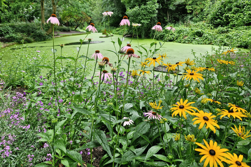 Nature scene with pink and yellow flowers with a river and trees in the background