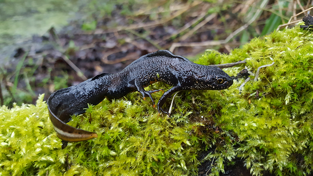 Great Crested Newt