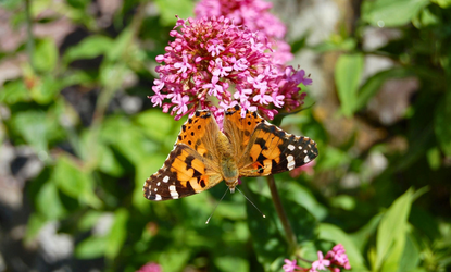 Painted lady butterfly and pink flower in Wales
