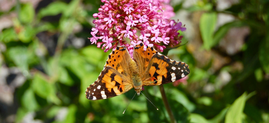 Painted lady butterfly and pink flower in Wales