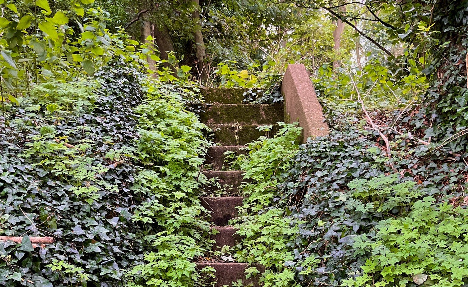 Steps, covered in ivy, leading up into a woodland