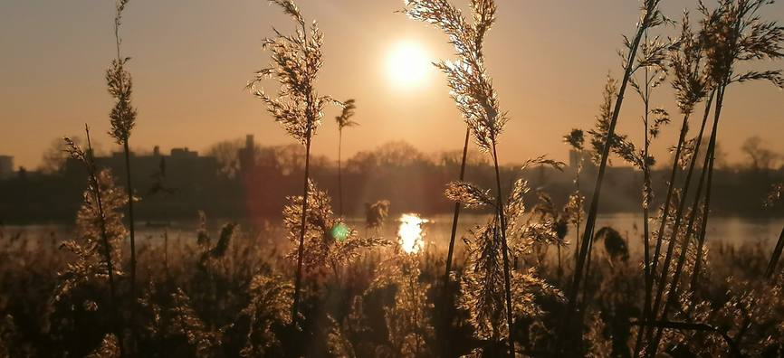 Sunset on a reservoir as viewed through reeds.