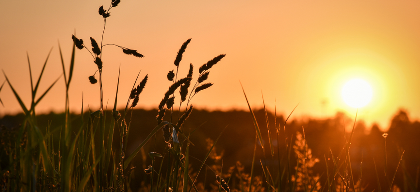 Sunset over a field in the UK