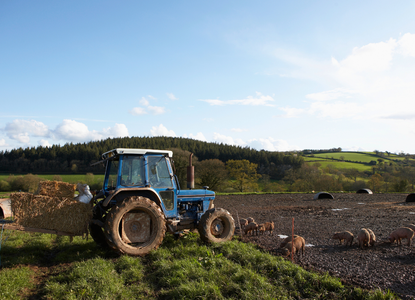 Tractor carrying bales of hay parked by a field with pigs grazing