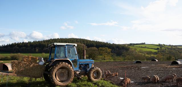 Tractor carrying bales of hay parked by a field with pigs grazing