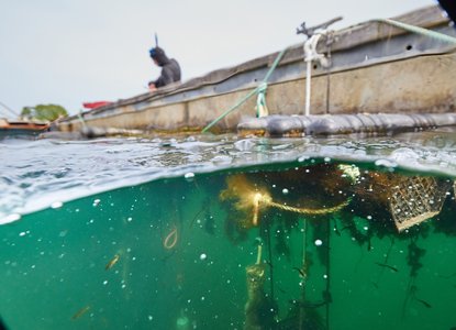 Oyster Credit Seawilding