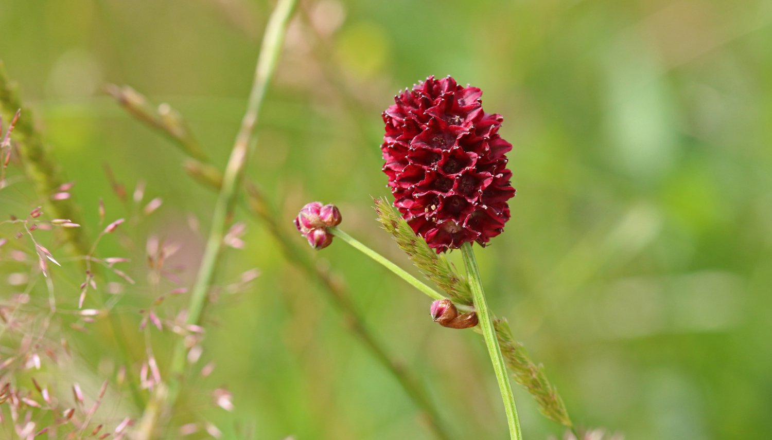 Wildlife Trust Worcestershire-Great burnet CREDIT Wendy Carter 6609.jpg