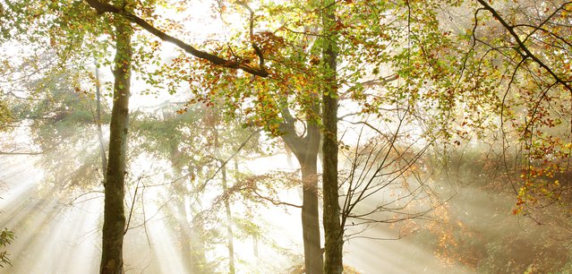 Woodland Trust - sunlight through trees