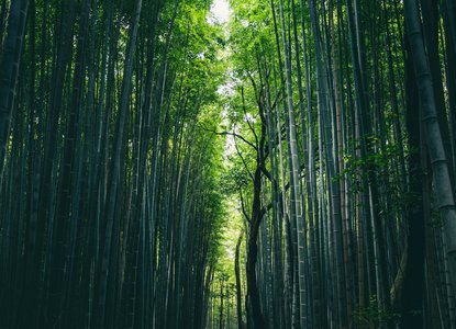 Green bamboo forest during daytime