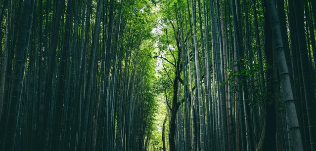 Green bamboo forest during daytime
