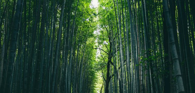 Green bamboo forest during daytime