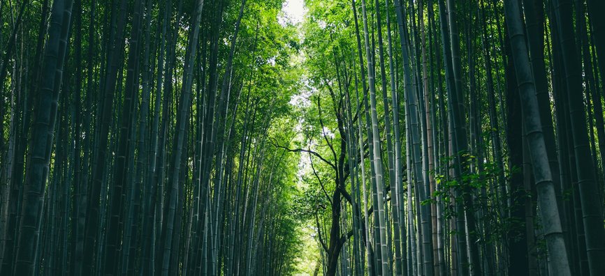 Green bamboo forest during daytime